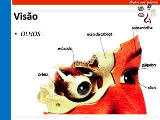 Órgãos dos sentidos




Visão
 • OLHOS




Ciências – 8º ano Ens. Fundamental   4º Bimestre      Profa. Rebeca Vale
 