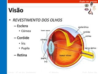 Órgãos dos sentidos




Visão
 • REVESTIMENTO DOS OLHOS
       – Esclera
             • Córnea

       – Coróide
             • Íris
             • Pupila

       – Retina



Ciências – 8º ano Ens. Fundamental   4º Bimestre      Profa. Rebeca Vale
 