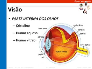 Órgãos dos sentidos




Visão
 • PARTE INTERNA DOS OLHOS
       – Cristalino

       – Humor aquoso

       – Humor vítreo




Ciências – 8º ano Ens. Fundamental   4º Bimestre      Profa. Rebeca Vale
 
