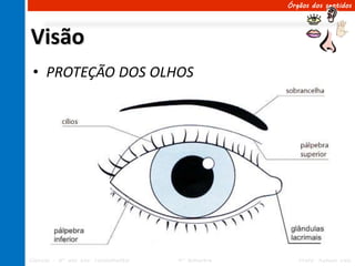 Órgãos dos sentidos




Visão
 • PROTEÇÃO DOS OLHOS




Ciências – 8º ano Ens. Fundamental   4º Bimestre      Profa. Rebeca Vale
 