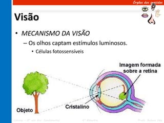 Órgãos dos sentidos




Visão
 • MECANISMO DA VISÃO
       – Os olhos captam estímulos luminosos.
             • Células fotossensíveis




Ciências – 8º ano Ens. Fundamental   4º Bimestre      Profa. Rebeca Vale
 