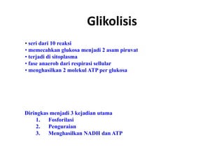 Glikolisis
• seri dari 10 reaksi
• memecahkan glukosa menjadi 2 asam piruvat
• terjadi di sitoplasma
• fase anaerob dari respirasi sellular
• menghasilkan 2 molekul ATP per glukosa
Diringkas menjadi 3 kejadian utama
1. Fosforilasi
2. Penguraian
3. Menghasilkan NADH dan ATP
 