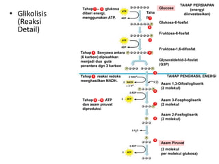 • Glikolisis
(Reaksi
Detail)
Tahap – glukosa
diberi energi,
menggunakan ATP.
1 3
1
Glucose
TAHAP PERSIAPAN
(energyi
diinvestasikan)
Taha
p
2
3
4
Glukosa-6-fosfat
Fruktosa-6-fosfat
Glyseraldehid-3-fosfat
(G3P)
Tahap Senyawa antara
(6 karbon) dipisahkan
menjadi dua gula
perantara dgn 3 karbon
4
Tahap reaksi redoks
menghasilkan NADH.
5
5
TAHAP PENGHASIL ENERGI
Asam 1,3-Difosfogliserik
(2 molekul)
6
Tahap – ATP
dan asam piruvat
diproduksi
6 9 Asam 3-Fosphogliserik
(2 molekul
7
Asam 2-Fosfogliserik
(2 molekul)
8
9
(2 molekul
per molekul glukosa)
Asam Piruvat
Fruktosa-1,6-difosfat
 