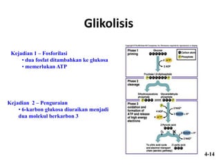 Glikolisis
Kejadian 1 – Fosforilasi
• dua fosfat ditambahkan ke glukosa
• memerlukan ATP
Kejadian 2 – Penguraian
• 6-karbon glukosa diuraikan menjadi
dua molekul berkarbon 3
4-14
 