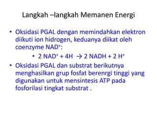 Langkah –langkah Memanen Energi
• Oksidasi PGAL dengan memindahkan elektron
diikuti ion hidrogen, keduanya diikat oleh
coenzyme NAD+:
• 2 NAD+ + 4H → 2 NADH + 2 H+
• Oksidasi PGAL dan substrat berikutnya
menghasilkan grup fosfat berenrgi tinggi yang
digunakan untuk mensintesis ATP pada
fosforilasi tingkat substrat .
 
