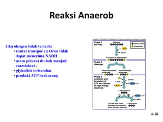 Reaksi Anaerob
Jika oksigen tidak tersedia
• rantai transpor elektron tidak
dapat menerima NADH
• asam piruvat diubah menjadi
asamlaktat .
• glykolisis terhambat
• produki ATP berkurang
4-16
 