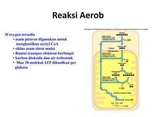 Reaksi Aerob
If oxygen tersedia
• asam piruvat digunakan untuk
menghasilkan acetyl CoA
• siklus asam sitrat mulai
• Rantai transpor elektron berfungsi
• karbon dioksida dan air terbentuk
• Max 38 molekul ATP dihasilkan per
glukosa
4-17
 