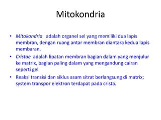 Mitokondria
• Mitokondria adalah organel sel yang memiliki dua lapis
membran, dengan ruang antar membran diantara kedua lapis
membaran.
• Cristae adalah lipatan membran bagian dalam yang menjulur
ke matrix, bagian paling dalam yang mengandung cairan
seperti gel
• Reaksi transisi dan siklus asam sitrat berlangsung di matrix;
system transpor elektron terdapat pada crista.
 