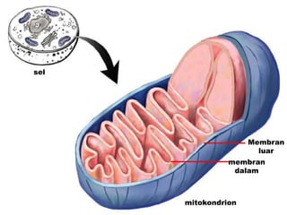 sel
membran
dalam
Membran
luar
mitokondrion
 