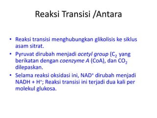 Reaksi Transisi /Antara
• Reaksi transisi menghubungkan glikolisis ke siklus
asam sitrat.
• Pyruvat dirubah menjadi acetyl group (C2 yang
berikatan dengan coenzyme A (CoA), dan CO2
dilepaskan.
• Selama reaksi oksidasi ini, NAD+ dirubah menjadi
NADH + H+; Reaksi transisi ini terjadi dua kali per
molekul glukosa.
 
