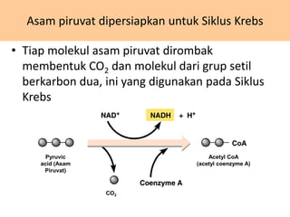 • Tiap molekul asam piruvat dirombak
membentuk CO2 dan molekul dari grup setil
berkarbon dua, ini yang digunakan pada Siklus
Krebs
Asam piruvat dipersiapkan untuk Siklus Krebs
Pyruvic
acid (Asam
Piruvat)
CO2
Acetyl CoA
(acetyl coenzyme A)
 