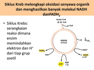 • Siklus Krebs:
serangkaian
reaksi dimana
enzim
memindahkan
elektron dan H+
dari tiap grup
asetil
Siklus Kreb melengkapi oksidasi senyawa organik
dan menghasilkan banyak molekul NADH
danFADH2
Acetyl CoA
KREBS
CYCLE
2
CO2
 