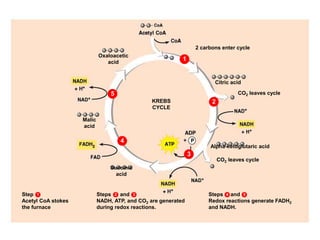 Oxaloacetic
acid
Step
Acetyl CoA stokes
the furnace
1
2 carbons enter cycle
Citric acid
Steps and
NADH, ATP, and CO2 are generated
during redox reactions.
2 3
CO2 leaves cycle
Alpha-ketoglutaric acid
CO2 leaves cycle
Succinic
acid
KREBS
CYCLE
Steps and
Redox reactions generate FADH2
and NADH.
4 5
Malic
acid
1
2
3
4
5
 
