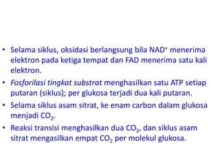 • Selama siklus, oksidasi berlangsung bila NAD+ menerima
elektron pada ketiga tempat dan FAD menerima satu kali
elektron.
• Fosforilasi tingkat substrat menghasilkan satu ATP setiap
putaran (siklus); per glukosa terjadi dua kali putaran.
• Selama siklus asam sitrat, ke enam carbon dalam glukosa
menjadi CO2.
• Reaksi transisi menghasilkan dua CO2, dan siklus asam
sitrat mengasilkan empat CO2 per molekul glukosa.
 