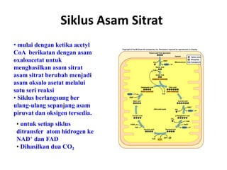 Siklus Asam Sitrat
• mulai dengan ketika acetyl
CoA berikatan dengan asam
oxaloacetat untuk
menghasilkan asam sitrat
asam sitrat berubah menjadi
asam oksalo asetat melalui
satu seri reaksi
• Siklus berlangsung ber
ulang-ulang sepanjang asam
piruvat dan oksigen tersedia.
• untuk setiap siklus
ditransfer atom hidrogen ke
NAD+ dan FAD
• Dihasilkan dua CO2
 