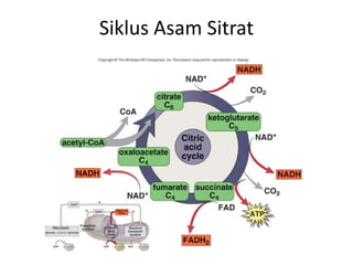 Siklus Asam Sitrat
 