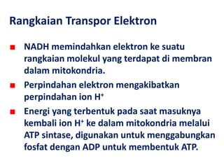 ■ NADH memindahkan elektron ke suatu
rangkaian molekul yang terdapat di membran
dalam mitokondria.
■ Perpindahan elektron mengakibatkan
perpindahan ion H+
■ Energi yang terbentuk pada saat masuknya
kembali ion H+ ke dalam mitokondria melalui
ATP sintase, digunakan untuk menggabungkan
fosfat dengan ADP untuk membentuk ATP.
Rangkaian Transpor Elektron
 