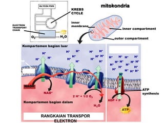 GLYCOLYSIS
ELECTRON
TRANSPORT
CHAIN
O2
H2O
32
ATP
KREBS
CYCLE
SINTESIS ATP
mitokondria
inner compartment
outer compartment
inner
membrane
Kompartemen bagian luar
inner
membrane
NADH
RANGKAIAN TRANSPOR
ELEKTRON
ATP
synthesis
ADP + P
ATP
NAD+
2 H+ + 1/2 O2
H2O
Kompartemen bagian dalam
H+
H+
H+
H+
H+
H+
H+
H+ H+
H+
H+
H+
H+
H+
H+
H+
H+
H+
H+
H+
H+
H+
H+
H+
H+
H+
H+
H+
H+
H+
H+
H+
H+
H+
 