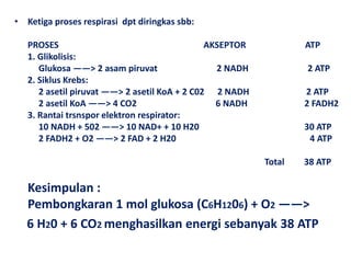 • Ketiga proses respirasi dpt diringkas sbb:
PROSES AKSEPTOR ATP
1. Glikolisis:
Glukosa ——> 2 asam piruvat 2 NADH 2 ATP
2. Siklus Krebs:
2 asetil piruvat ——> 2 asetil KoA + 2 C02 2 NADH 2 ATP
2 asetil KoA ——> 4 CO2 6 NADH 2 FADH2
3. Rantai trsnspor elektron respirator:
10 NADH + 502 ——> 10 NAD+ + 10 H20 30 ATP
2 FADH2 + O2 ——> 2 FAD + 2 H20 4 ATP
Total 38 ATP
Kesimpulan :
Pembongkaran 1 mol glukosa (C6H1206) + O2 ——>
6 H20 + 6 CO2 menghasilkan energi sebanyak 38 ATP
 