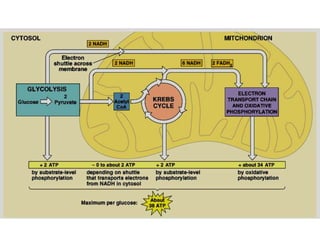 V. Metabolisme Karbohidrat.ppt