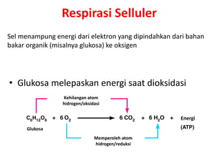 • Glukosa melepaskan energi saat dioksidasi
Sel menampung energi dari elektron yang dipindahkan dari bahan
bakar organik (misalnya glukosa) ke oksigen
Kehilangan atom
hidrogen/oksidasi
Glukosa
Memperoleh atom
hidrogen/reduksi
Energi
Respirasi Selluler
 