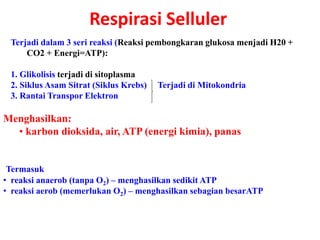 Respirasi Selluler
Terjadi dalam 3 seri reaksi (Reaksi pembongkaran glukosa menjadi H20 +
CO2 + Energi=ATP):
1. Glikolisis terjadi di sitoplasma
2. Siklus Asam Sitrat (Siklus Krebs) Terjadi di Mitokondria
3. Rantai Transpor Elektron
Menghasilkan:
• karbon dioksida, air, ATP (energi kimia), panas
Termasuk
• reaksi anaerob (tanpa O2) – menghasilkan sedikit ATP
• reaksi aerob (memerlukan O2) – menghasilkan sebagian besarATP
 