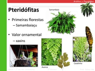 Briófitas e Pteridófitas




Pteridófitas                                  Samambaia




• Primeiras florestas
      – Samambaiaçu

• Valor ornamental
      – xaxins




                                                          Cavalinha
                                     Avenca
Ciências – 7º ano Ens. Fundamental        2º Bimestre            Profa. Rebeca Vale
 