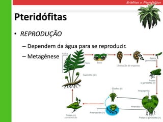 Briófitas e Pteridófitas




Pteridófitas
• REPRODUÇÃO
  – Dependem da água para se reproduzir.
  – Metagênese
 