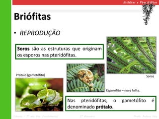 Briófitas e Pteridófitas




Briófitas
• REPRODUÇÃO

   Soros são as estruturas que originam
   os esporos nas pteridófitas.


  Prótalo (gametófito)                                                             Soros



                                                       Esporófito – nova folha.


                                     Nas pteridófitas, o          gametófito           é
                                     denominado prótalo.
Ciências – 7º ano Ens. Fundamental       2º Bimestre                      Profa. Rebeca Vale
 