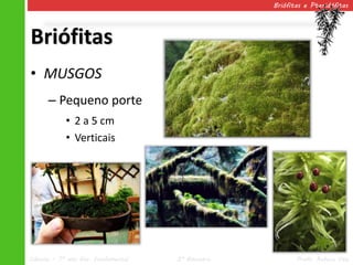 Briófitas e Pteridófitas




Briófitas
• MUSGOS
      – Pequeno porte
            • 2 a 5 cm
            • Verticais




Ciências – 7º ano Ens. Fundamental   2º Bimestre          Profa. Rebeca Vale
 