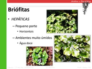 Briófitas e Pteridófitas




Briófitas
• HEPÁTICAS
      – Pequeno porte
            • Horizontais

      – Ambientes muito úmidos
            • Água doce




Ciências – 7º ano Ens. Fundamental   2º Bimestre          Profa. Rebeca Vale
 