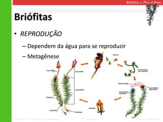Briófitas e Pteridófitas




Briófitas
• REPRODUÇÃO
      – Dependem da água para se reproduzir
      – Metagênese




Ciências – 7º ano Ens. Fundamental   2º Bimestre          Profa. Rebeca Vale
 