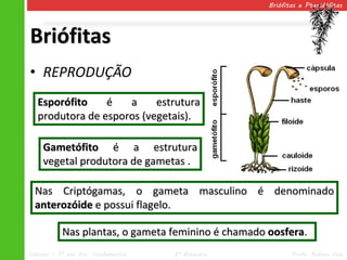Briófitas e Pteridófitas




Briófitas
• REPRODUÇÃO
   Esporófito    é   a     estrutura
   produtora de esporos (vegetais).

     Gametófito é a estrutura
     vegetal produtora de gametas .

  Nas Criptógamas, o gameta masculino é denominado
  anterozóide e possui flagelo.

           Nas plantas, o gameta feminino é chamado oosfera.
Ciências – 7º ano Ens. Fundamental   2º Bimestre           Profa. Rebeca Vale
 