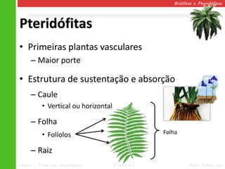 Briófitas e Pteridófitas




Pteridófitas
• Primeiras plantas vasculares
      – Maior porte

• Estrutura de sustentação e absorção
      – Caule
            • Vertical ou horizontal

      – Folha
            • Folíolos                               Folha


      – Raiz
Ciências – 7º ano Ens. Fundamental     2º Bimestre             Profa. Rebeca Vale
 