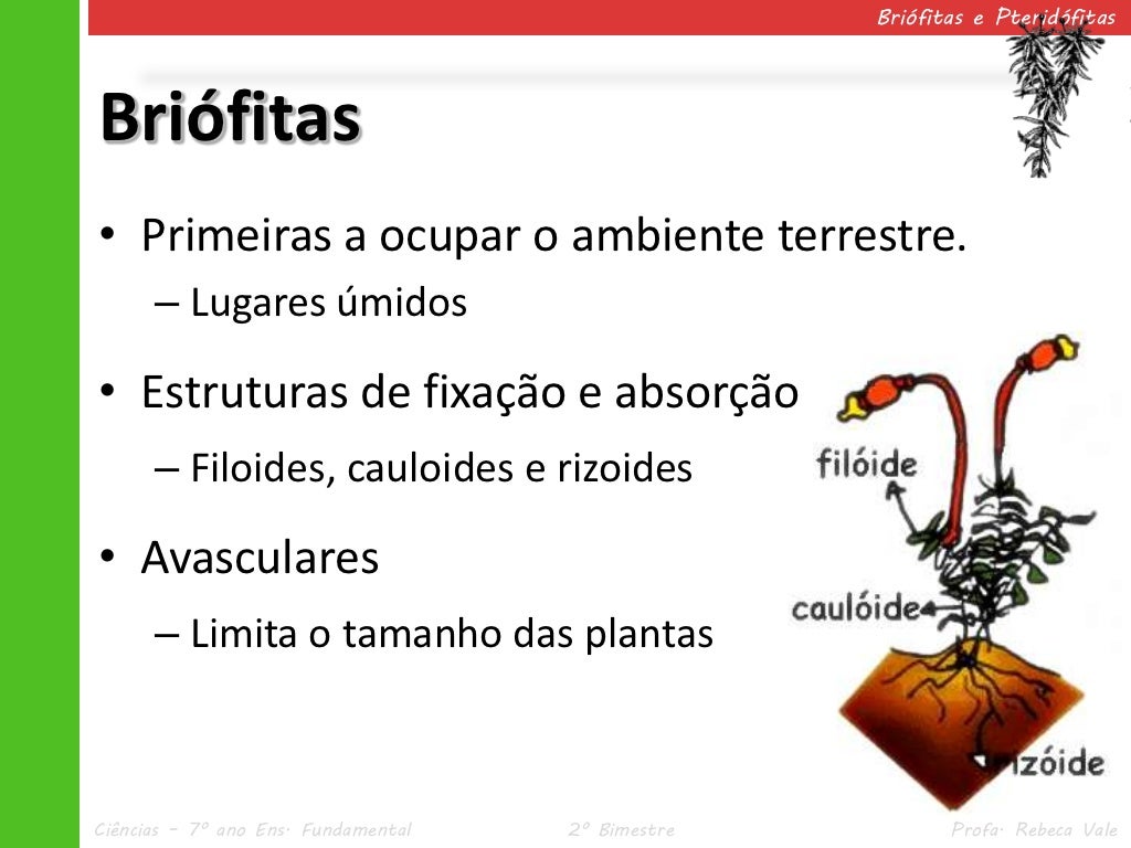 Exercícios Sobre Briófitas E Pteridófitas - BINKEDU