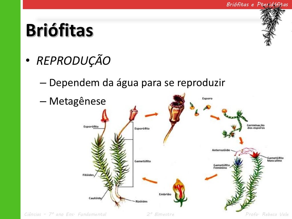 Qual A Diferença Entre Briófitas E Pteridófitas - NAZAEDU