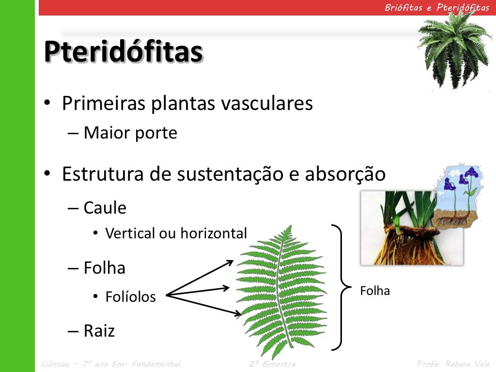 V 2 Bri fitas E Pterid fitas