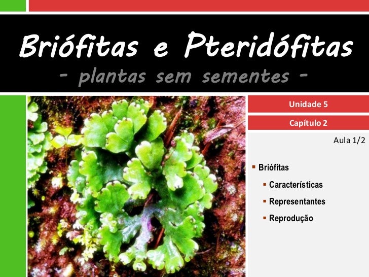 Qual A Diferença Entre Briófitas E Pteridófitas