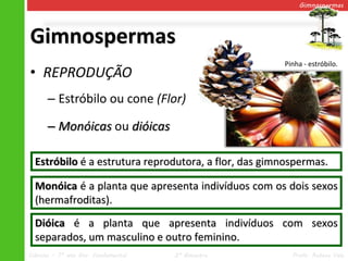 Gimnospermas




Gimnospermas
                                                      Pinha - estróbilo.
• REPRODUÇÃO
      – Estróbilo ou cone (Flor)

      – Monóicas ou dióicas

  Estróbilo é a estrutura reprodutora, a flor, das gimnospermas.

  Monóica é a planta que apresenta indivíduos com os dois sexos
  (hermafroditas).

  Dióica é a planta que apresenta indivíduos com sexos
  separados, um masculino e outro feminino.
Ciências – 7º ano Ens. Fundamental   2º Bimestre        Profa. Rebeca Vale
 