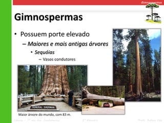Gimnospermas




Gimnospermas
• Possuem porte elevado
      – Maiores e mais antigas árvores
            • Sequóias
                  – Vasos condutores




   Maior árvore do mundo, com 83 m.
Ciências – 7º ano Ens. Fundamental     2º Bimestre   Profa. Rebeca Vale
 