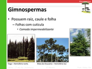 Gimnospermas




Gimnospermas
• Possuem raiz, caule e folha
      – Folhas com cutícula
            • Camada impermeabilizante




Taiga – Hemisfério norte.            Mata de Araucária – Hemisfério Sul.
Ciências – 7º ano Ens. Fundamental             2º Bimestre                 Profa. Rebeca Vale
 