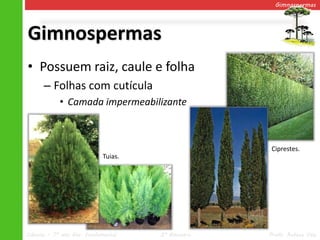 Gimnospermas




Gimnospermas
• Possuem raiz, caule e folha
      – Folhas com cutícula
            • Camada impermeabilizante



                                                    Ciprestes.
                            Tuias.




Ciências – 7º ano Ens. Fundamental   2º Bimestre   Profa. Rebeca Vale
 