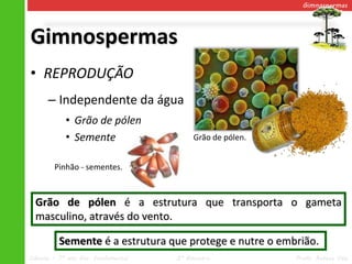 Gimnospermas




Gimnospermas
• REPRODUÇÃO
      – Independente da água
            • Grão de pólen
            • Semente                     Grão de pólen.


        Pinhão - sementes.



  Grão de pólen é a estrutura que transporta o gameta
  masculino, através do vento.

          Semente é a estrutura que protege e nutre o embrião.
Ciências – 7º ano Ens. Fundamental   2º Bimestre           Profa. Rebeca Vale
 