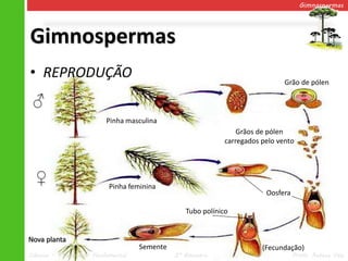 Gimnospermas




Gimnospermas
• REPRODUÇÃO                                                                    Grão de pólen

 ♂
                           Pinha masculina
                                                                  Grãos de pólen
                                                              carregados pelo vento




  ♀                        Pinha feminina
                                                                          Oosfera

                                                  Tubo polínico


Nova planta
                                     Semente                             (Fecundação)
Ciências – 7º ano Ens. Fundamental             2º Bimestre                          Profa. Rebeca Vale
 