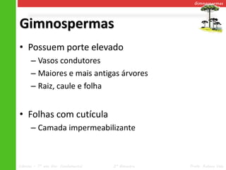 V.3 Gimnospermas