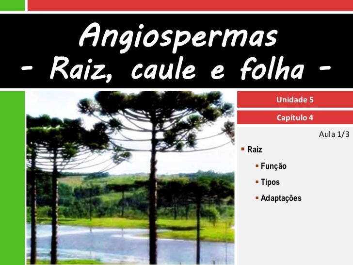 Angiospermas- Raiz, caule e folha -                         Unidade 5                         Capítulo 4                  ...