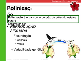 Polinizaç
ão
Angiospermas – flor, fruto e semente
• REPRODUÇÃO
SEXUADA
– Fecundação
• Animais
• Vento
– Variabilidade genética
Polinização é o transporte do grão de pólen do estame
para o
estigma da flor.
Ciências – 7º ano Ens. Fundamental 2º Bimestre Profa. Rebeca Vale
 