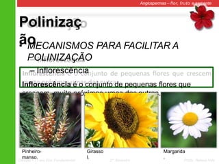 Polinizaç
ão
Angiospermas – flor, fruto e semente
• MECANISMOS PARA FACILITAR A
POLINIZAÇÃO
– Inflorescência
Inflorescência é o conjunto de pequenas flores que
crescem muito próximas umas das outras.
Pinheiro-
manso.
Girasso
l.
Margarida
.
Ciências – 7º ano Ens. Fundamental 2º Bimestre Profa. Rebeca Vale
 