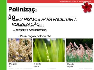 Polinizaç
ão
Angiospermas – flor, fruto e semente
• MECANISMOS PARA FACILITAR A
POLINIZAÇÃO
– Anteras volumosas
• Polinização pelo vento
Dragoeir
o.
Flor de
arroz.
Flor de
capim.
Ciências – 7º ano Ens. Fundamental 2º Bimestre Profa. Rebeca Vale
 