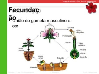 Fecundaç
ão
Angiospermas – flor, fruto e semente
• União do gameta masculino e
oosfera.
Ciências – 7º ano Ens. Fundamental 2º Bimestre Profa. Rebeca Vale
 